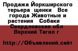 Продажа Йоркширского терьера, щенки - Все города Животные и растения » Собаки   . Свердловская обл.,Верхний Тагил г.